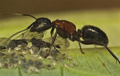 清穀道長 突然很多螞蟻